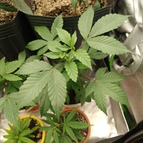 Purple cookies #3 growlog timeline photo