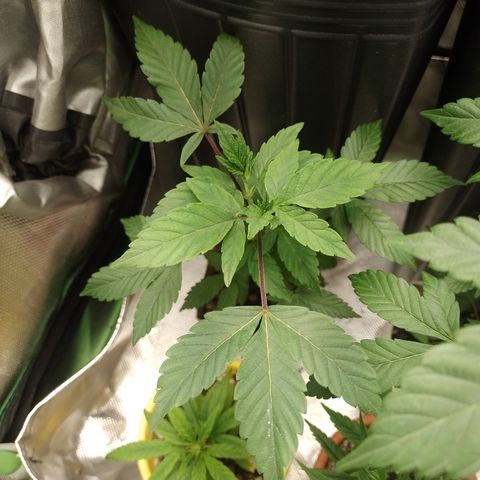 Purple cookies #4 growlog timeline photo