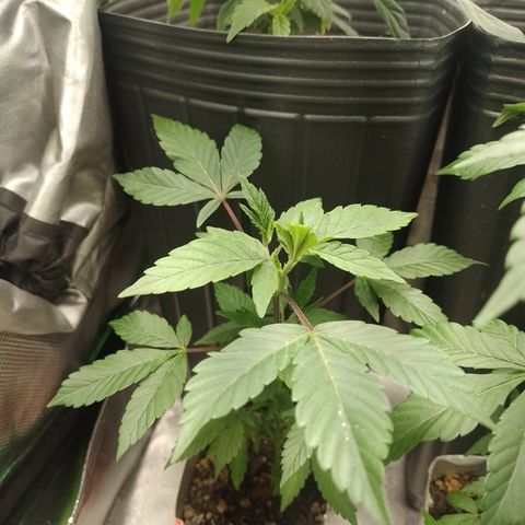Purple cookies #4 growlog timeline photo
