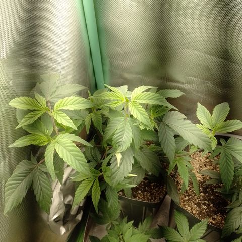 Banana Purple Punch #6 growlog timeline photo