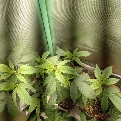 Banana Purple Punch #6 growlog timeline photo