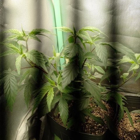 Banana Purple Punch #6 growlog timeline photo