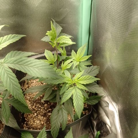 Banana Purple Punch #7 growlog timeline photo