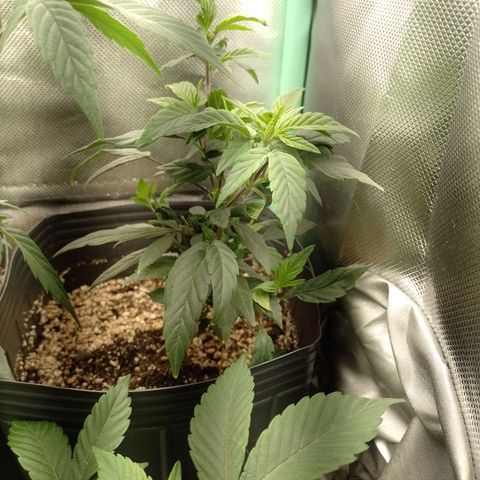 Banana Purple Punch #7 growlog timeline photo