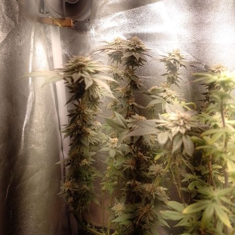 Purple Cookies 1 growlog timeline photo
