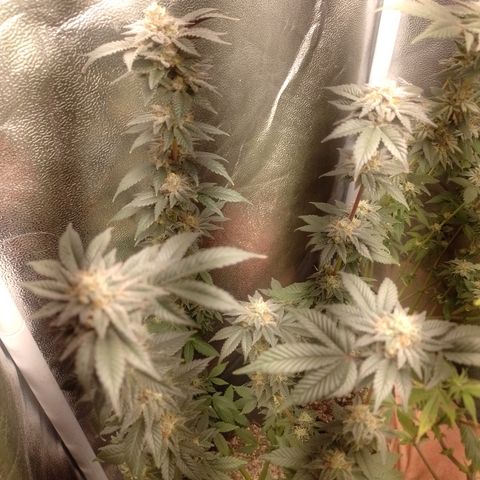 Purple Cookies 2 growlog timeline photo