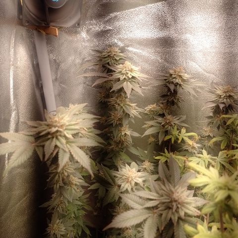 Purple Cookies 1 growlog timeline photo