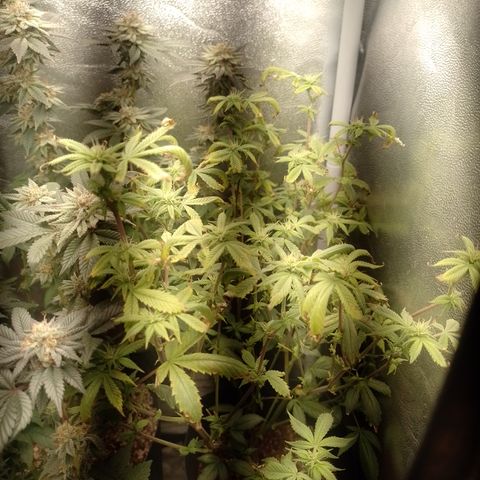 Tangerine Guetto growlog timeline photo