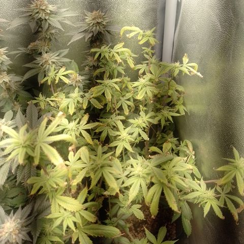 Tangerine Guetto growlog timeline photo