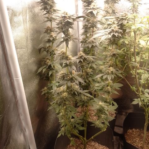 Purple Cookies 2 growlog timeline photo