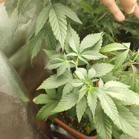 Purple cookies #3 growlog timeline photo