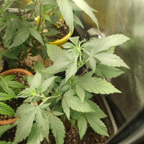 Purple cookies #4 growlog timeline photo