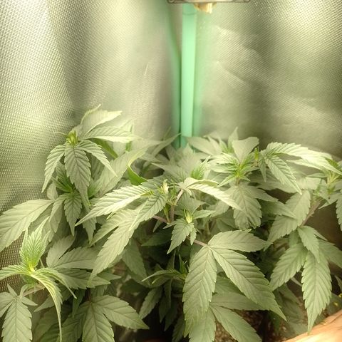 Banana Purple Punch #6 growlog timeline photo