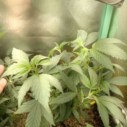 Banana Purple Punch #7 growlog timeline photo