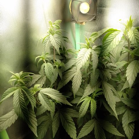 Banana Purple Punch #6 growlog timeline photo