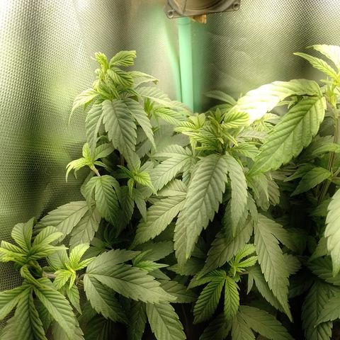 Banana Purple Punch #6 growlog timeline photo
