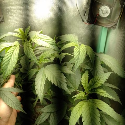 Banana Purple Punch #7 growlog timeline photo