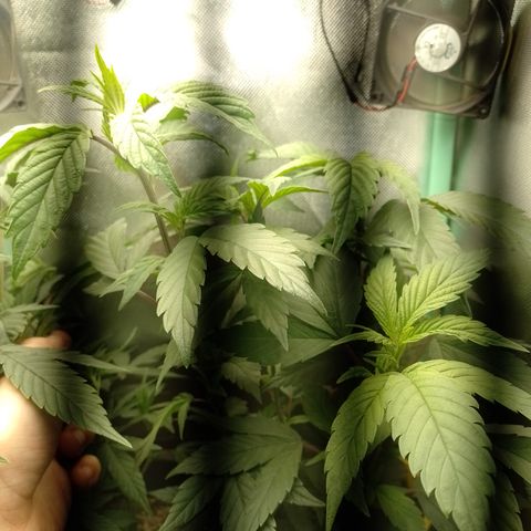 Banana Purple Punch #7 growlog timeline photo