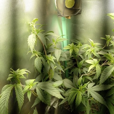 Banana Purple Punch #6 growlog timeline photo