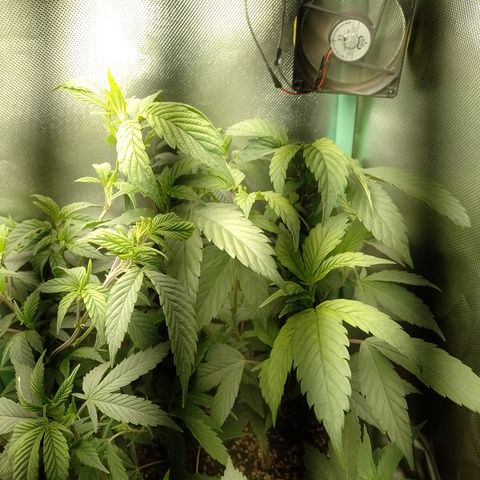 Banana Purple Punch #7 growlog timeline photo