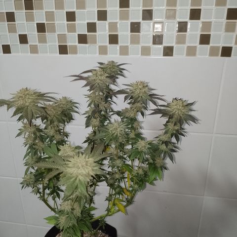 Purple Cookies 1 growlog timeline photo