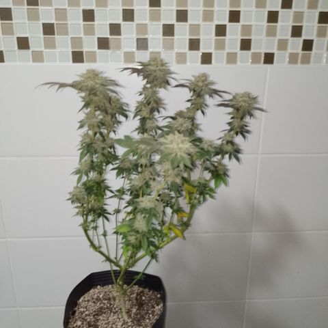 Purple Cookies 1 growlog timeline photo