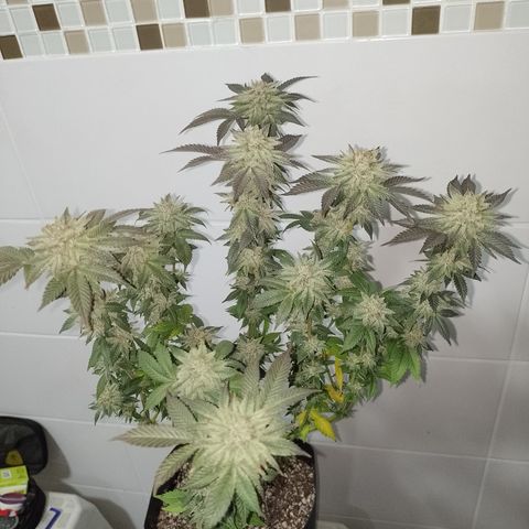 Purple Cookies 1 growlog timeline photo