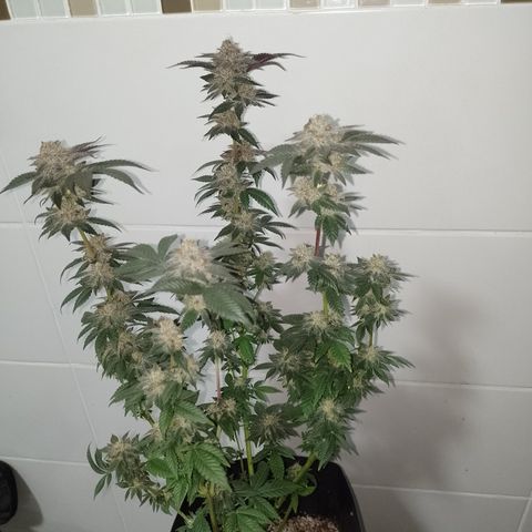 Purple Cookies 2 growlog timeline photo