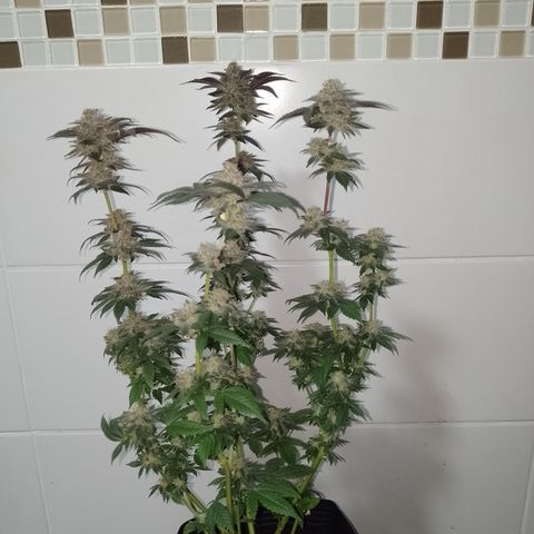 Purple Cookies 2 growlog timeline photo