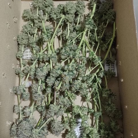 Purple Cookies 1 growlog timeline photo