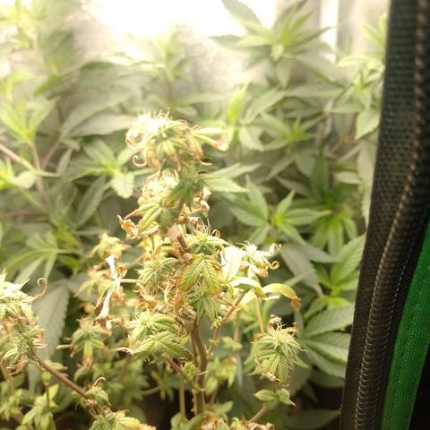 Tangerine Guetto growlog timeline photo