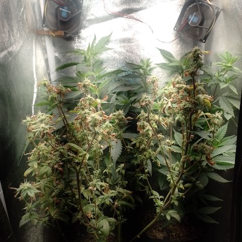 Tangerine Guetto growlog timeline photo