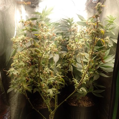 Tangerine Guetto growlog timeline photo