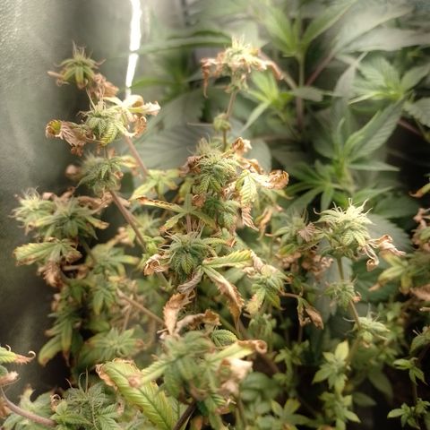 Tangerine Guetto growlog timeline photo