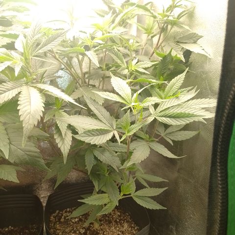 Banana Purple Punch #6 growlog timeline photo