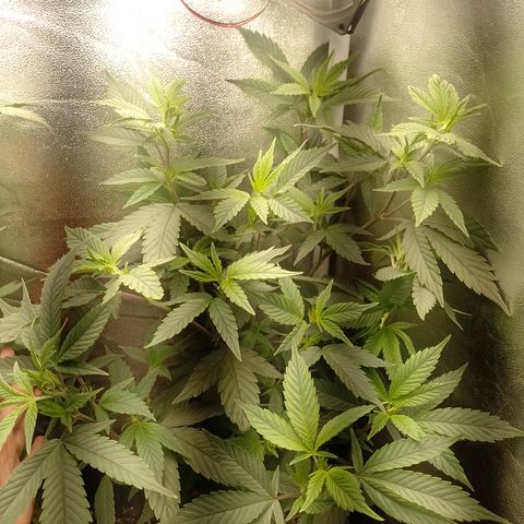 Banana Purple Punch #6 growlog timeline photo