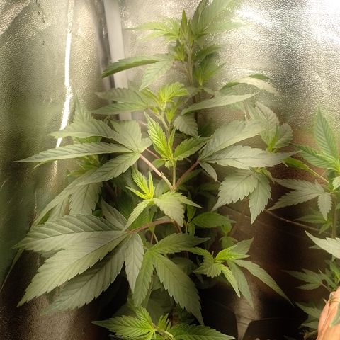 Banana Purple Punch #7 growlog timeline photo