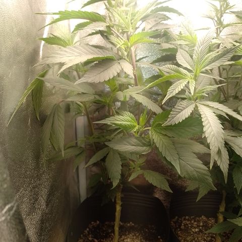 Banana Purple Punch #7 growlog timeline photo