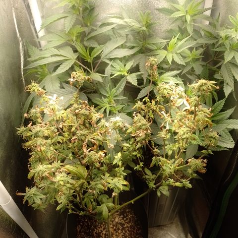 Tangerine Guetto growlog timeline photo
