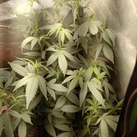 Banana Purple Punch #6 growlog timeline photo