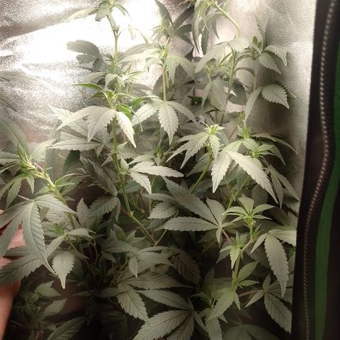 Banana Purple Punch #6 growlog timeline photo