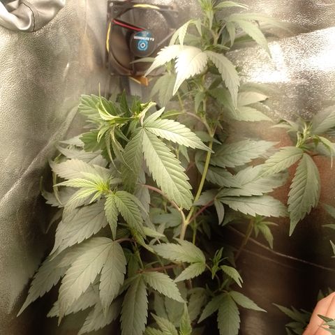 Banana Purple Punch #7 growlog timeline photo