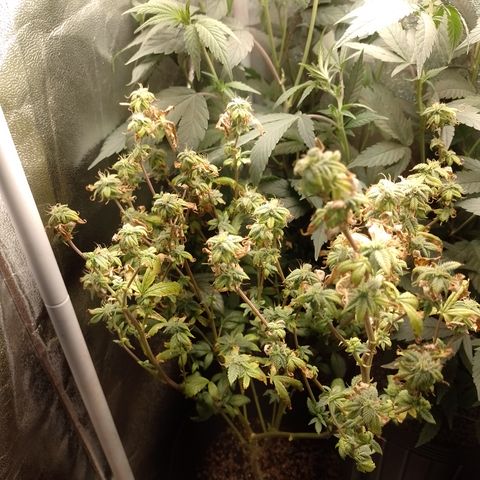 Tangerine Guetto growlog timeline photo