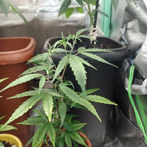 6 growlog timeline photo