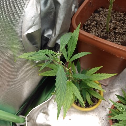 Cidreira  growlog timeline photo