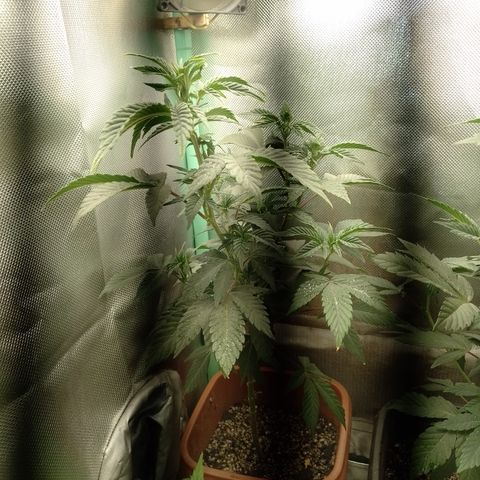 Purple cookies #3 growlog timeline photo