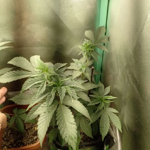Purple cookies #4 growlog timeline photo