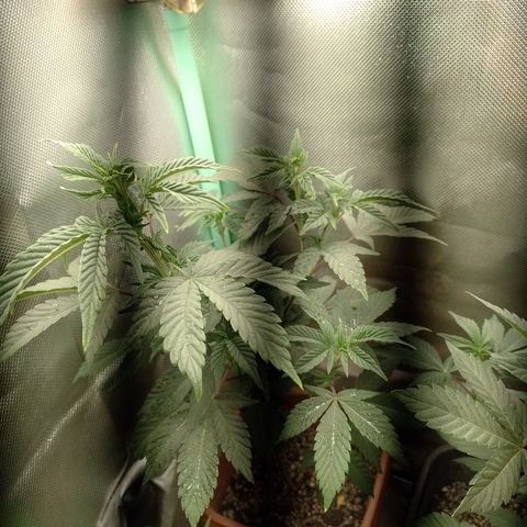 Purple cookies #3 growlog timeline photo