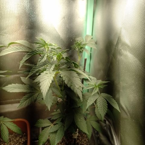 Purple cookies #4 growlog timeline photo