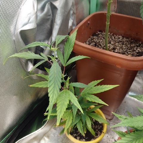 Cidreira  growlog timeline photo